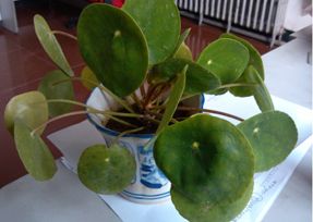 办公室番茄视频黄色APP下载链接设计之叶子大植物.jpg