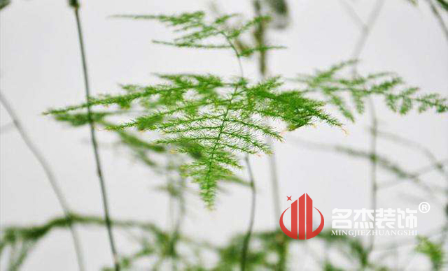 办公室番茄视频黄色APP下载链接风水之绿植.jpg