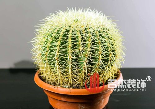 办公室番茄视频黄色APP下载链接风水之仙人掌.jpg